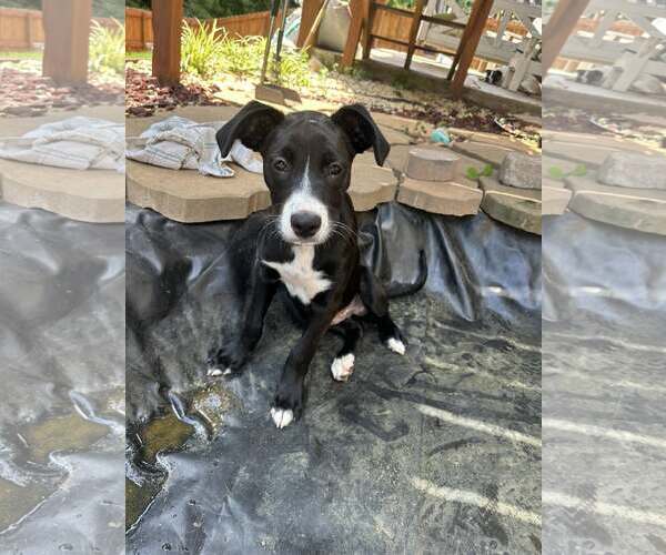 Medium Photo #5 Mutt Puppy For Sale in Greenville, SC, USA
