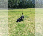 Small #2 Labrador Retriever Mix
