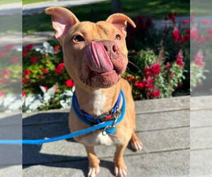 Mutt Dogs for adoption in Anchorage, AK, USA