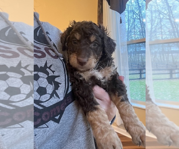 Medium Photo #20 Bernedoodle Puppy For Sale in REYNOLDSBURG, OH, USA