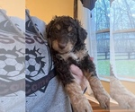 Small Photo #20 Bernedoodle Puppy For Sale in REYNOLDSBURG, OH, USA