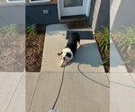 Small #3 Australian Shepherd Mix