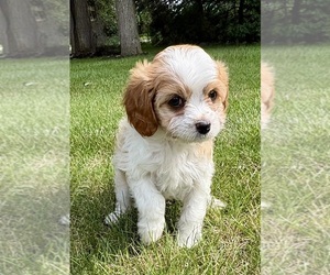 Cavapoo (Miniature) Puppy for sale in FAIR HAVEN, MI, USA