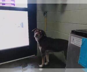 Labrador Retriever-Unknown Mix Dogs for adoption in Tulsa, OK, USA