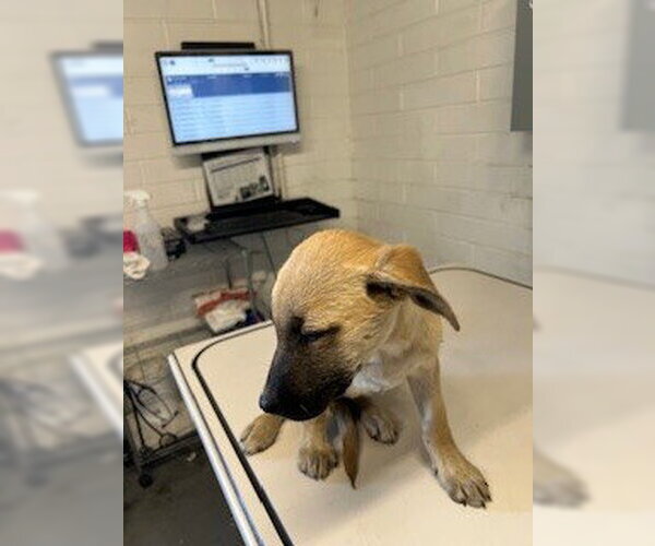 Medium Photo #1 German Shepherd Dog-Unknown Mix Puppy For Sale in Stockton, CA, USA