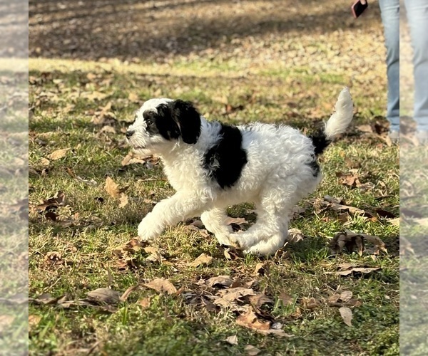 Medium Photo #2 Miniature Bernedoodle Puppy For Sale in MURRAYVILLE, GA, USA