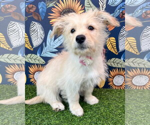 Mutt Dogs for adoption in Corona, CA, USA