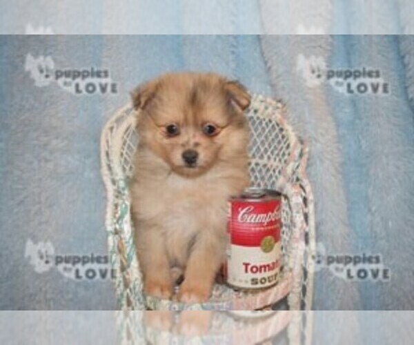 Medium Photo #6 Pomeranian Puppy For Sale in SANGER, TX, USA