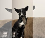 Small #2 Border Collie