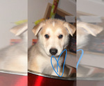 Puppy Sonny German Shepherd Dog-Siberian Husky Mix