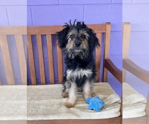 Poodle (Miniature)-Unknown Mix Dogs for adoption in Genesee, WI, USA