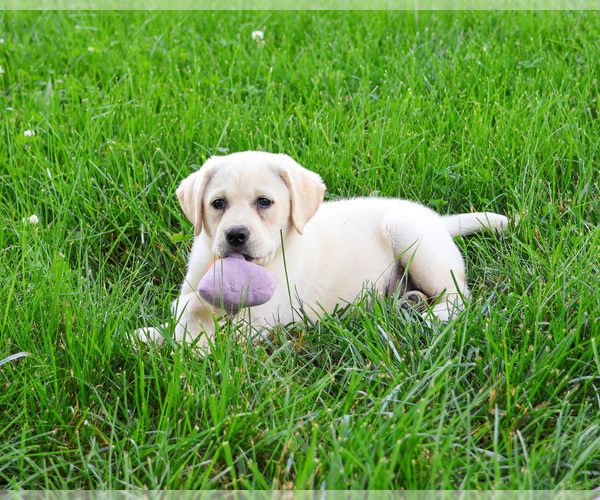 Medium Photo #7 Labrador Retriever Puppy For Sale in SYRACUSE, IN, USA
