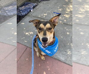 Katara - Female Mutt Dog for Adoption - Photo #3