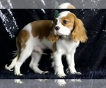 Small Photo #40 Cavalier King Charles Spaniel Puppy For Sale in WARSAW, IN, USA