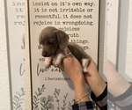 Small Photo #6 Dachshund Puppy For Sale in HONDO, TX, USA