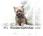 Small Photo #2 Yorkshire Terrier Puppy For Sale in LIPAN, TX, USA