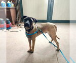 Small #3 Mastiff Mix
