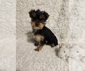 Yorkshire Terrier Puppy for sale in GRAND RAPIDS, MI, USA