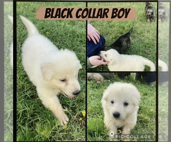 Medium Photo #6 German Shepherd Dog Puppy For Sale in WACO, TX, USA