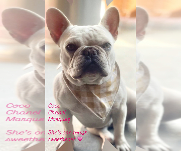 Medium Photo #1 French Bulldog Puppy For Sale in CHINO, CA, USA