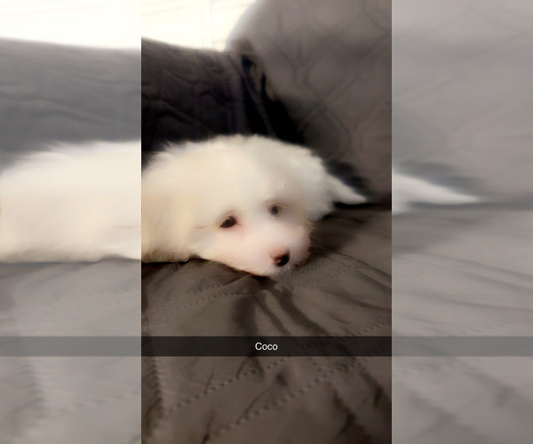 Medium Photo #6 Maltipoo (Miniature) Puppy For Sale in HIGH POINT, NC, USA