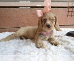 Small Photo #1 English Cocker Spaniel Puppy For Sale in HONEY BROOK, PA, USA