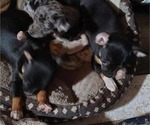 Small #1 Chihuahua