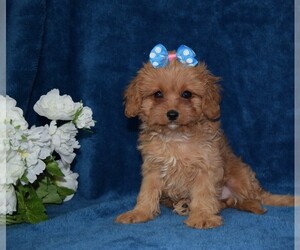 Cavapoo Puppy for sale in BARNESVILLE, KS, USA