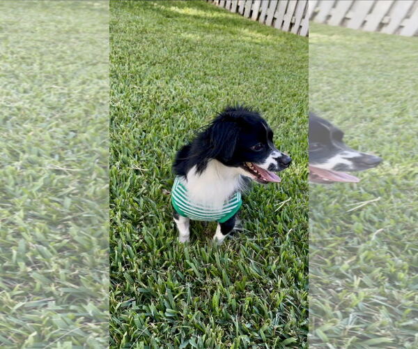 Medium Photo #2 Chilier Puppy For Sale in Orlando, FL, USA