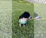 Small #1 Chilier