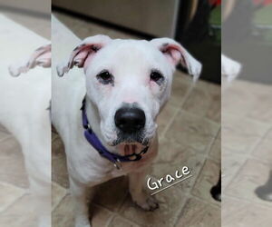 American Pit Bull Terrier-American Staffordshire Terrier Mix Dogs for adoption in Wenonah, NJ, USA