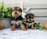 Small Yorkshire Terrier