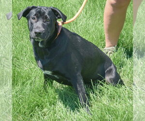Rudy - Female Mutt Dog for Adoption - Photo #3