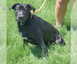 Small #2 Mutt