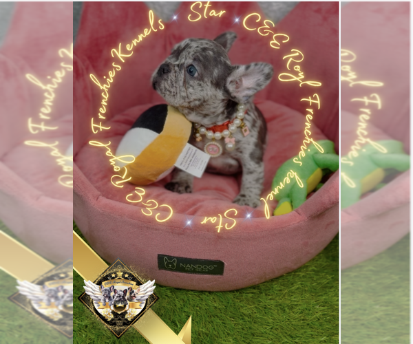 Medium Photo #1 French Bulldog Puppy For Sale in CHARLESTON, SC, USA