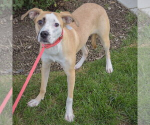 Gracie - Female American Staffordshire Terrier-Pointer Mix Dog for Adoption - Photo #3