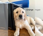 Puppy orange Golden Retriever