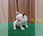 Small Photo #3 French Bulldog Puppy For Sale in ADAMS CITY, CO, USA