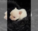 Small #1 French Bulldog