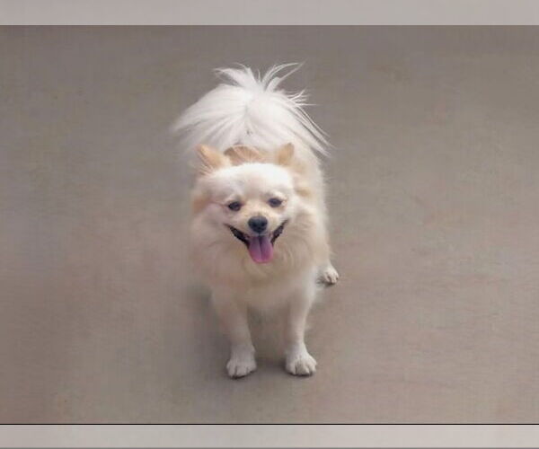 Medium Photo #3 Pomeranian Puppy For Sale in Lake Elsinore, CA, USA