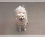 Small #2 Pomeranian