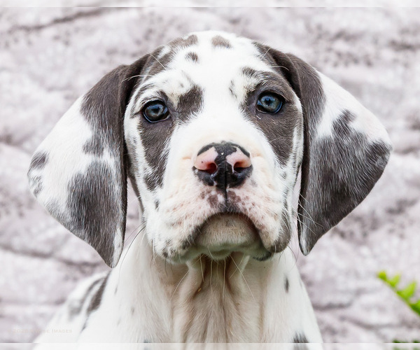 Medium Photo #2 Great Dane Puppy For Sale in WAKARUSA, IN, USA