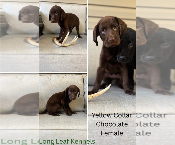 Medium Photo #12 Labrador Retriever Puppy For Sale in EASTMAN, GA, USA