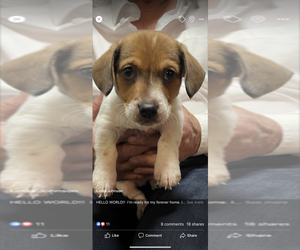 Jack Russell Terrier Dog for Adoption in WASHINGTON, Georgia USA