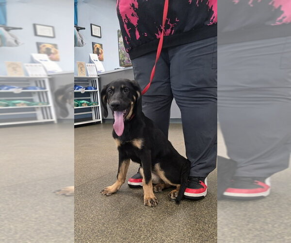 Medium Photo #3 Bloodhound-German Shepherd Dog Mix Puppy For Sale in Aurora, IN, USA