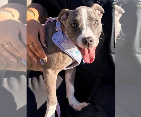 Medium Photo #36 Mutt Puppy For Sale in Mount Laurel, NJ, USA