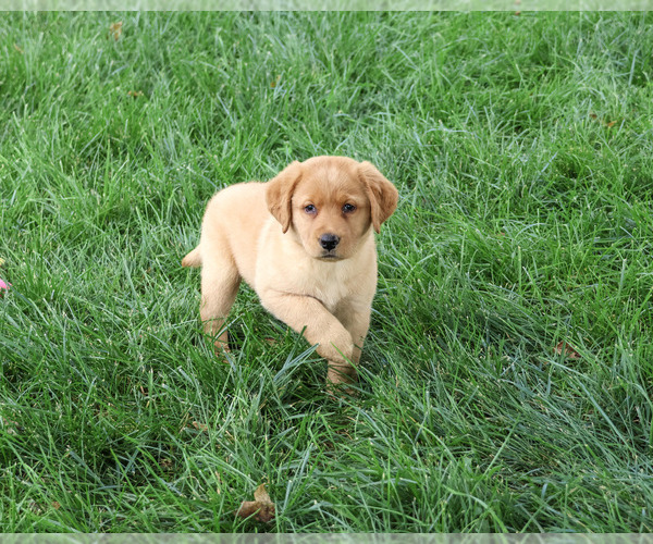 Medium Photo #1 Labrador Retriever Puppy For Sale in SYRACUSE, IN, USA
