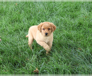 Labrador Retriever Puppy for sale in SYRACUSE, IN, USA