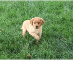 Small Labrador Retriever
