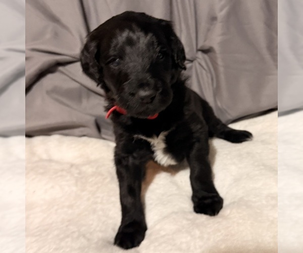 Medium Photo #5 Newfypoo Puppy For Sale in ANGOLA, IN, USA